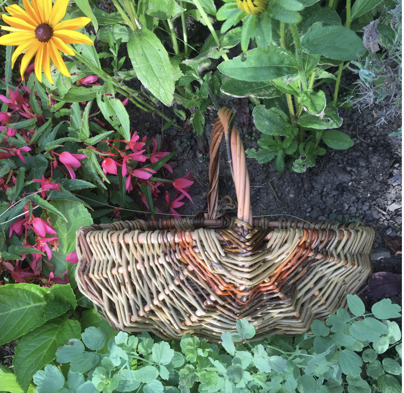 Garden Trug Willow Workshop – Friday 21st August 2026 - Image 16
